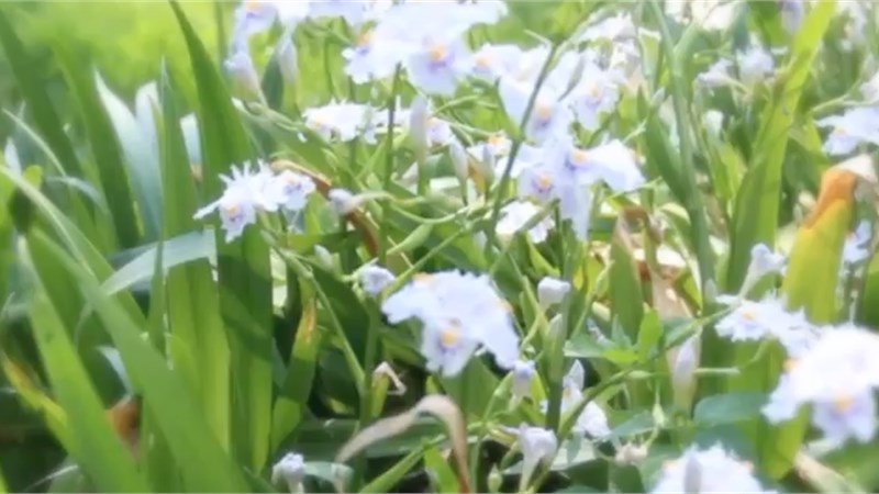 Perfect - Ed Sheeran